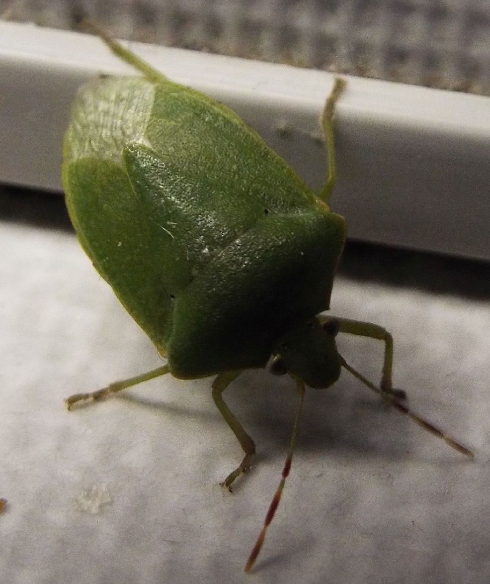 Pentatomidae:  Nezara viridula